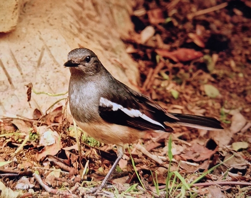 Oriental Magpie-Robin