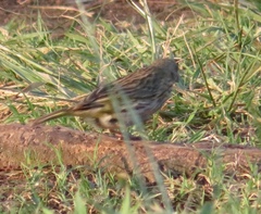 Sicalis flaveola