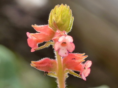 Sinningia allagophylla