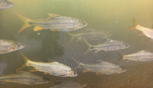 Yunnan barb (Acrossocheilus yunnanensis) — Cyprinidae — 4