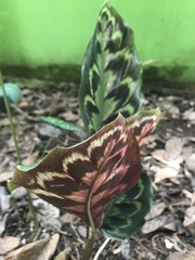 Goeppertia veitchiana