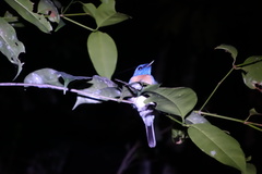Cyornis