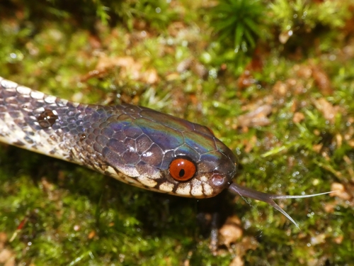 Asian Slug Snake