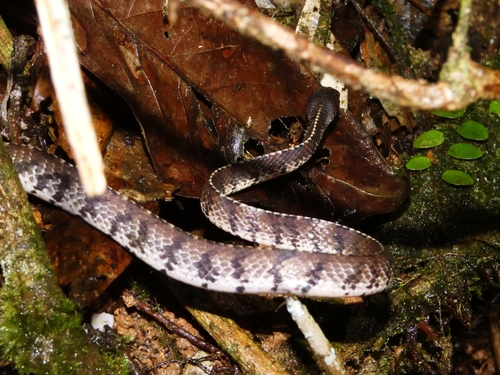 Asian Slug Snake