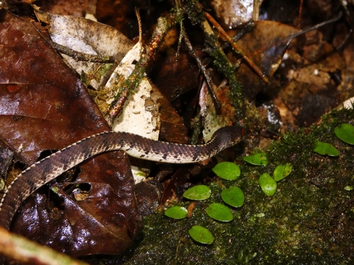Asian Slug Snake