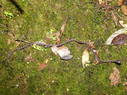 Asian Slug Snake