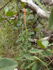 Sinningia allagophylla