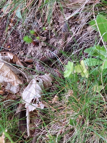 Adder
