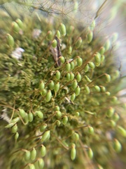 Mnium stellare