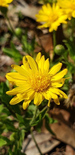 Asteraceae image
