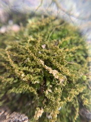 Mnium stellare