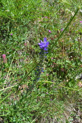 Campanula spicata