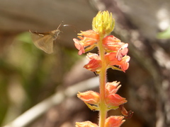 Sinningia allagophylla