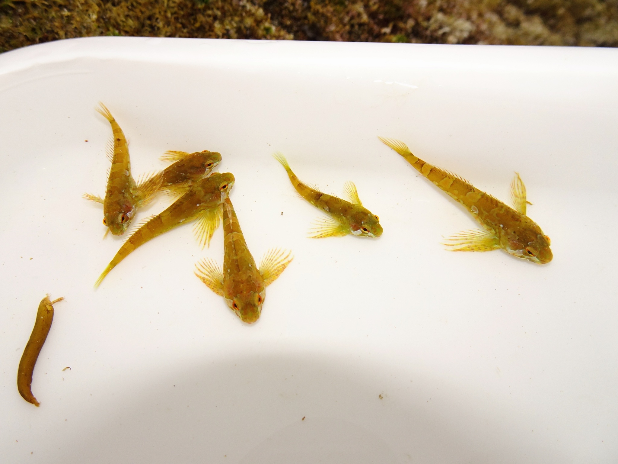 Veda Sculpin photo 3