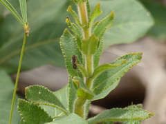 Sinningia allagophylla