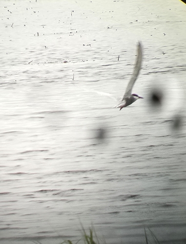 Whiskered Tern