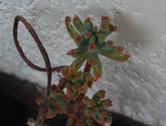 Sedum pachyphyllum