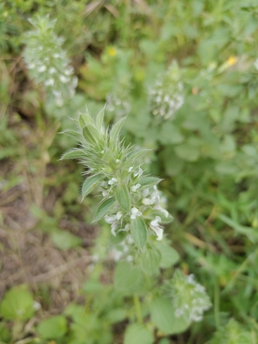 Italian Woundwort
