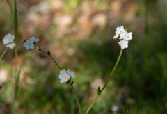 Plagiobothrys collinus californicus