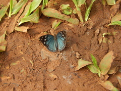 Dynamine tithia tithia