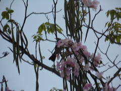 Handroanthus impetiginosus