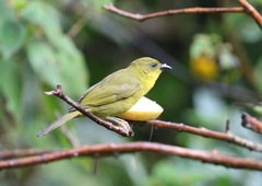 Orthogonys chloricterus