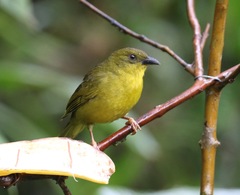Orthogonys chloricterus