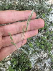 Festuca heterophylla