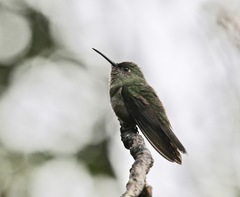 Eupetomena cirrochloris