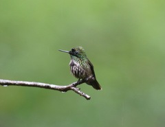 Lophornis chalybeus