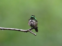 Lophornis chalybeus