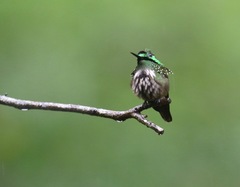 Lophornis chalybeus