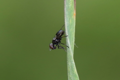 Rivellia syngenesiae