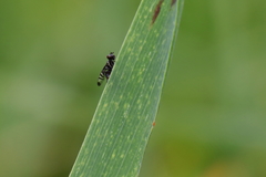Rivellia syngenesiae