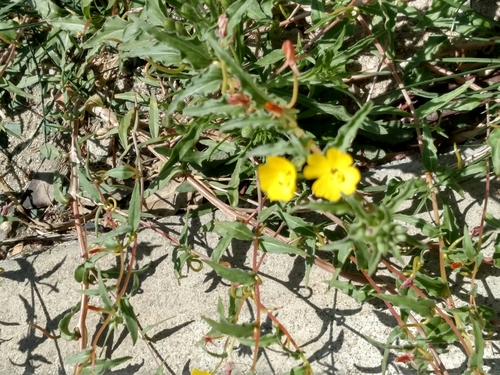 Image of Camissoniopsis confusa by no rights reserved