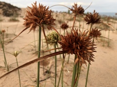 Cyperus crassipes