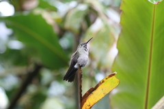 Eupetomena cirrochloris