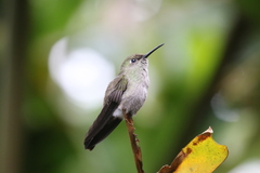 Eupetomena cirrochloris