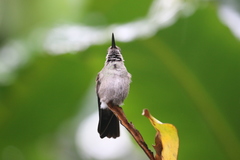 Eupetomena cirrochloris
