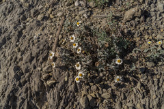 Melampodium argophyllum