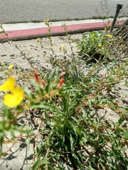 Camissoniopsis confusa