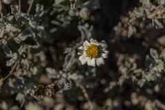 Melampodium argophyllum