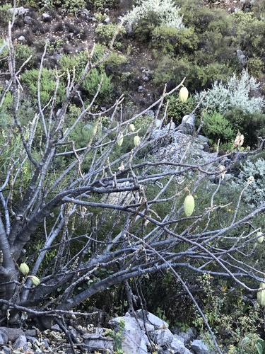 Mountain papaya