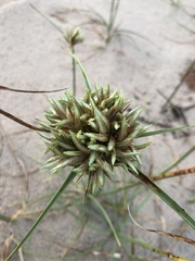 Cyperus crassipes