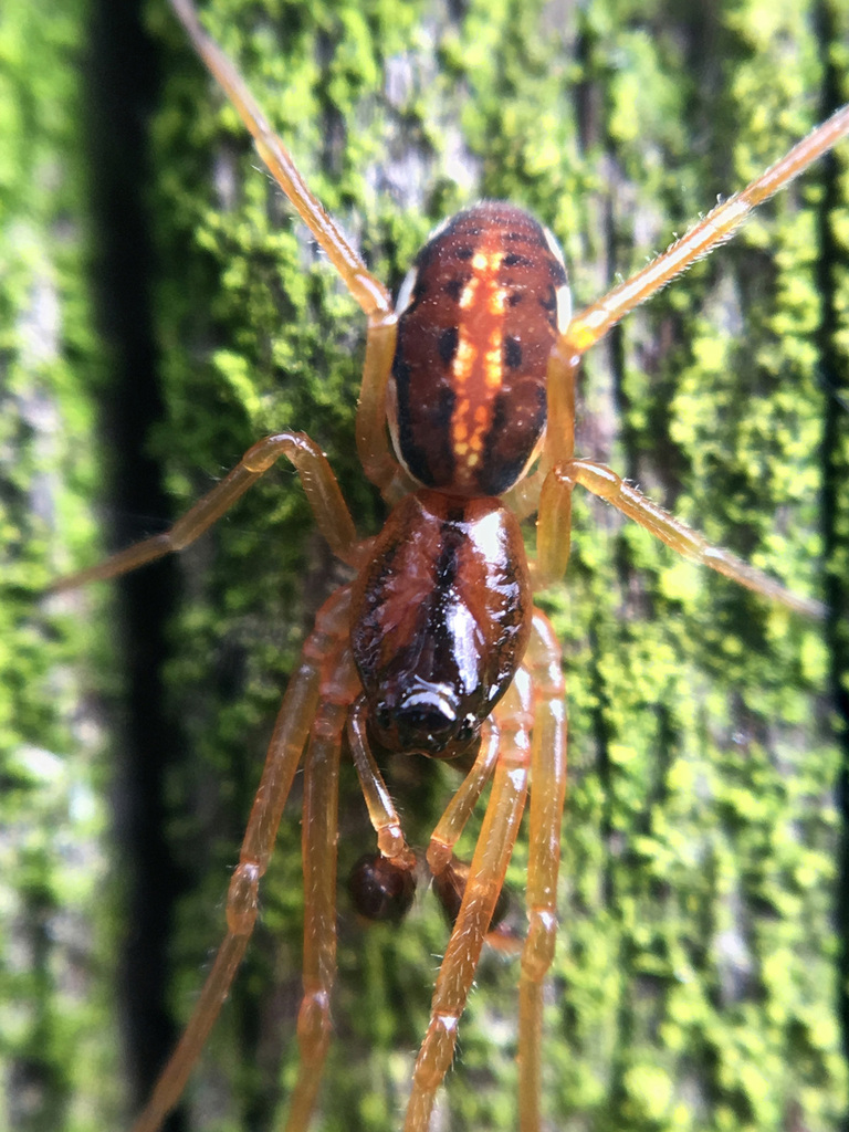 Big-eyed Thick Long-jawed Spider