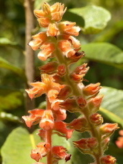 Sinningia allagophylla
