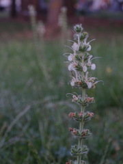Salvia austriaca, photograph author not stated, no rights reserved