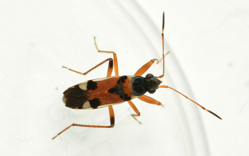 Beosus quadripunctatus