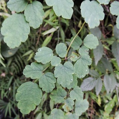 Thalictrum foliolosum