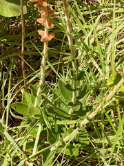 Sinningia allagophylla